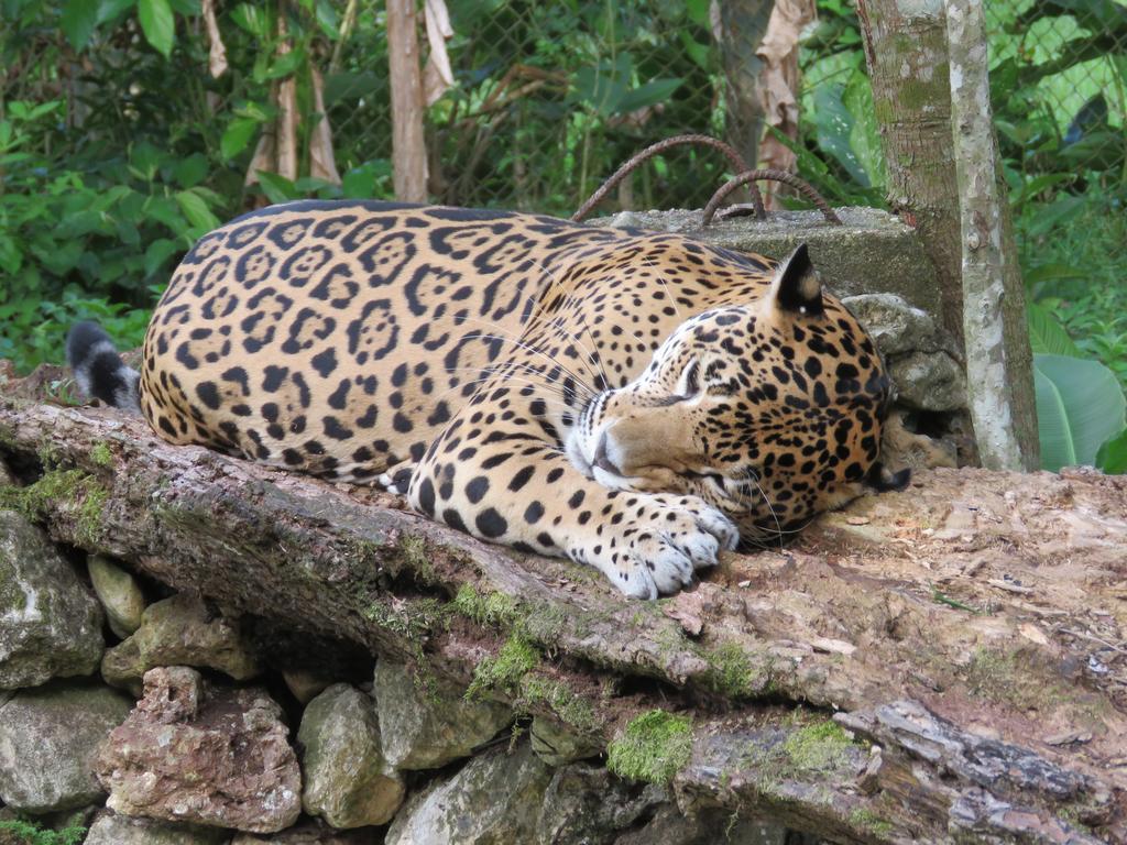 Banana Bank Lodge & Jungle Horseback Adventures Belmopan Eksteriør bilde