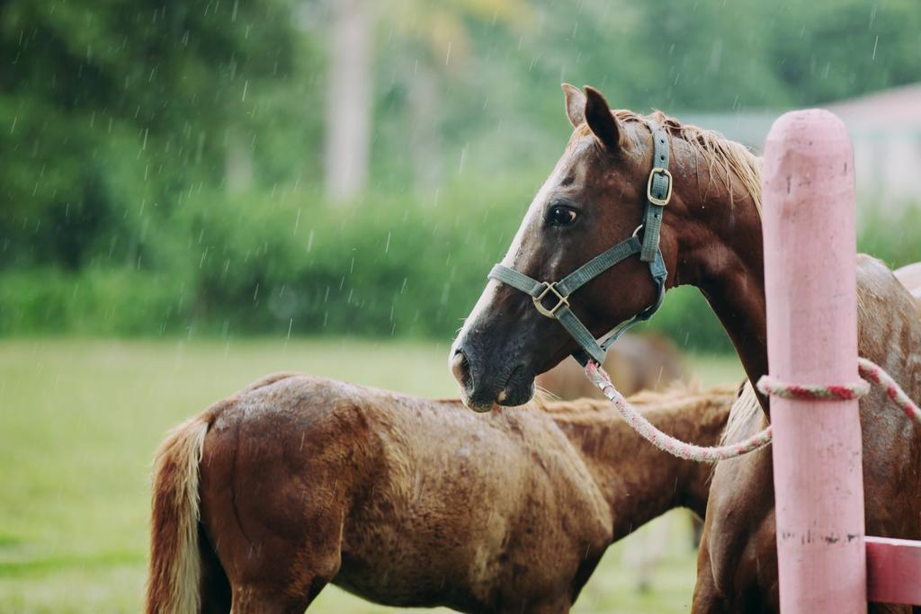 Banana Bank Lodge & Jungle Horseback Adventures Belmopan Eksteriør bilde